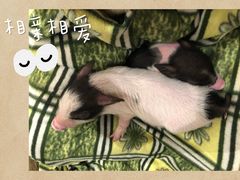 -浣熊柯尔鸭土拨鼠·电玩咖
