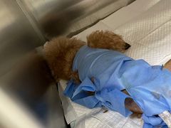 -美联众合动物医院·24h京西诊疗中心