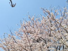 -高东镇樱花园
