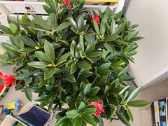 -中环花鸟鱼虫市场