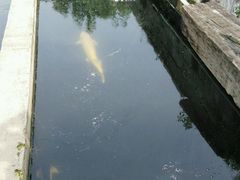 android_upload_pic-爱礼帝斯蛋糕店