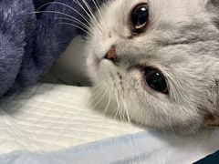 -瑞派·关忠动物医院·猫专科·犬专科(三环新城店)