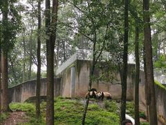 -中国大熊猫保护研究中心雅安碧峰峡基地
