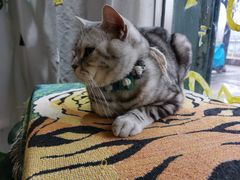 -平行世界·猫咖(首经贸店)