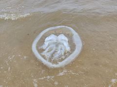 -东疆理想海岸沙滩景区
