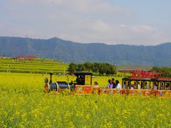 -光明小镇欢乐田园