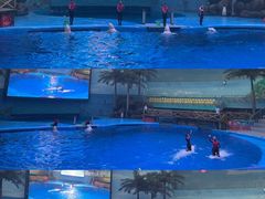 -海合安成都极地海洋公园