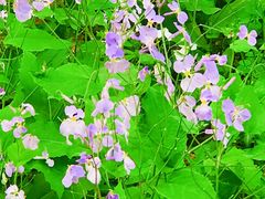 -北京市海淀外国语实验学校