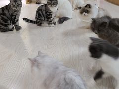 -猫和宫(六道口店)