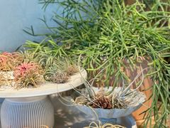 -自由生长植物工作室(深港花卉中心店)