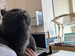 -瑞派长江宠物医院·猫科·外科·24小时夜护(谊城公寓分院)