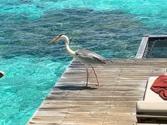 -中央格兰德岛温泉度假酒店 - 全包