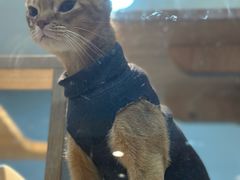 -BABIT巴比特宠物(MOMOPARK店)