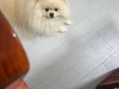 -博特宠物医院24h犬猫全科.骨科·异宠