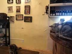 -猫色咖啡·猫咖