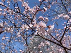 -桃花堤公园