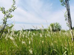 -野鸭湖国家湿地公园