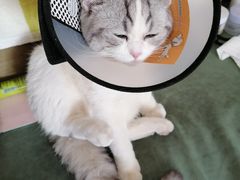 -伟伟宠物医院·CT影像中心·瑞派犬猫综合性门诊(汉口总院)