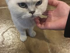 -共舞时光猫咖·狗咖(新街口店)