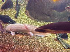 -悉尼海洋生物水族馆