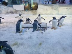 -芜湖新华联大白鲸海洋公园