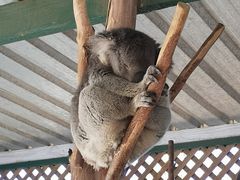 -费瑟代尔野生动物园