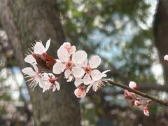 -翠贝卡&Mama Kelly Brunch Coffee(河西店)