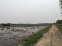-西青郊野公园