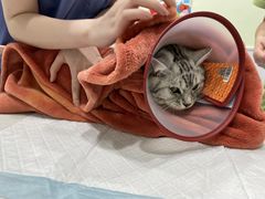 -艾吉宠物医院·疑难杂症转诊中心·猫友好(碧江路院)