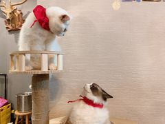 -蓝鲸·缅因猫舍
