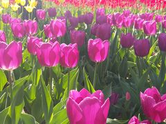 -比格比萨自助(花园路店)