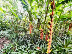 -中国科学院西双版纳热带植物园