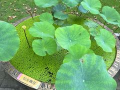 -黄兴公园
