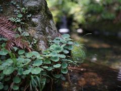 -素山寺森林公园
