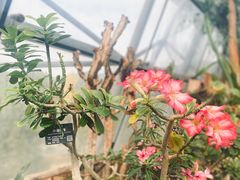 -国家植物园