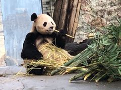 -都江堰中华大熊猫苑