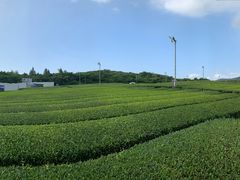 -雪绿茶博物馆