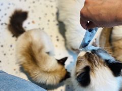 -喵喵咪呀布偶猫咖(春熙路店)