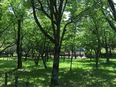 iphone_upload_pic-汉拿树木园