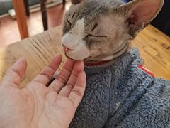 -猫小院猫主题咖啡厅(北锣店)