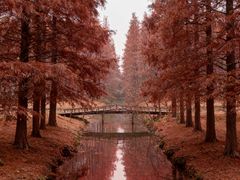 -黄海国家森林公园