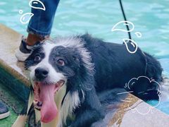 -汪说喵讲宠物乐园宠物酒店(红星美凯龙店)