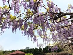 -嘉定紫藤园