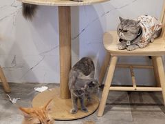 -楼上猫咖(罗湖店)