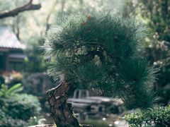 -南山植物园