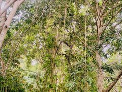 -中国科学院西双版纳热带植物园