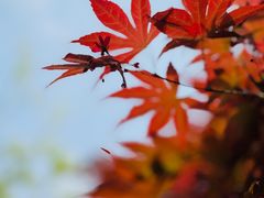 -帕歌西班牙餐厅paco tapas