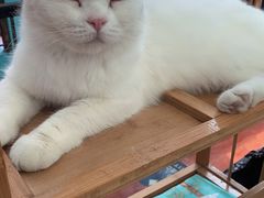 -猫小院猫主题咖啡厅(北锣店)