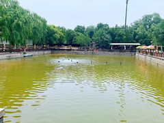 -尚庄度假村·庭台树下·户外烧烤·团建CS·轰趴营地(上庄水库店)
