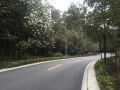 -铁山坪森林公园